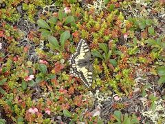 Papilio machaon hudsonianus