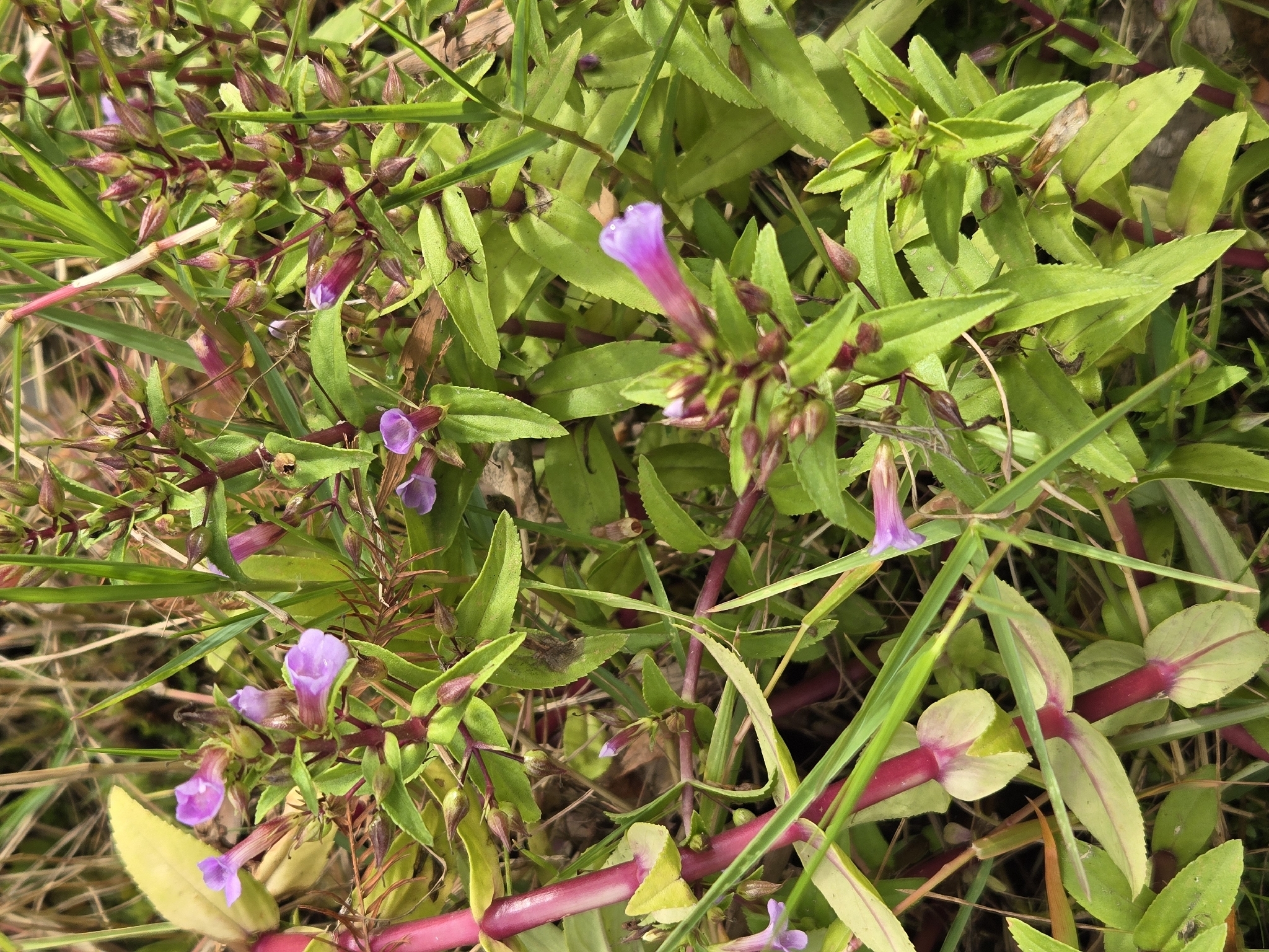 Rice Paddy Herb (Limnophila aromatica)