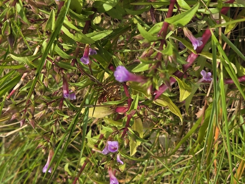 Limnophila aromatica, photograph 1