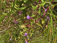 Limnophila aromatica, photograph (c) 賴碧珠, some rights reserved (CC BY)