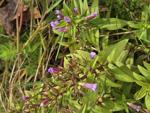 Limnophila aromatica, photograph 2
