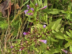 Limnophila aromatica, photograph (c) 賴碧珠, some rights reserved (CC BY)