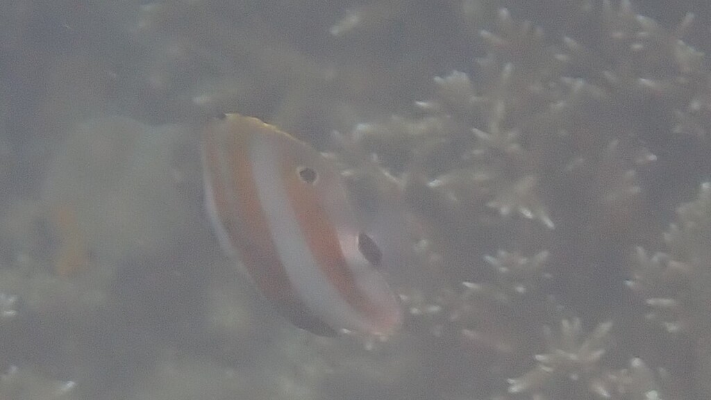 Butterflyfish (Coradion chrysozonus) — Chaetodontidae