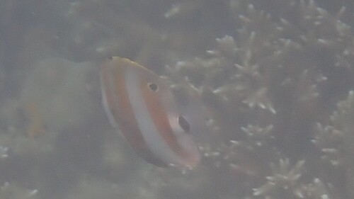 Butterflyfish (Coradion chrysozonus) — Chaetodontidae