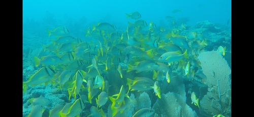 Anisotremus virginicus