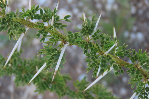 Water Thorn (Vachellia nebrownii)