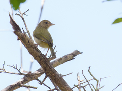Pachysylvia aurantiifrons