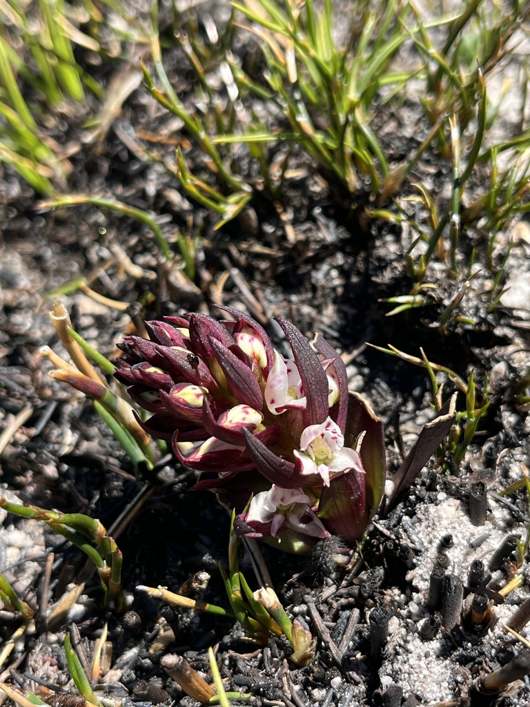 Disa linderiana