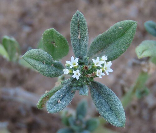 Greyleaf Heliotrope