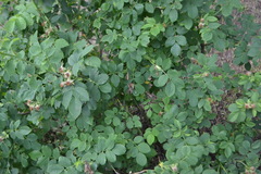 Rosa marginata
