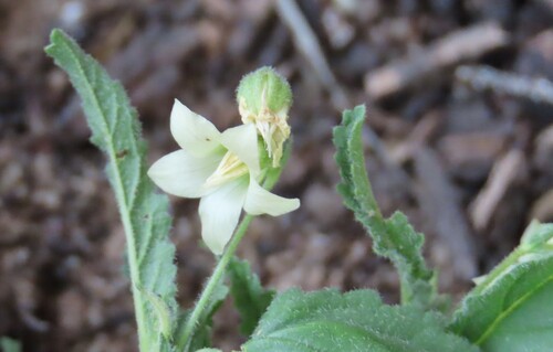 Hermannia quartiniana