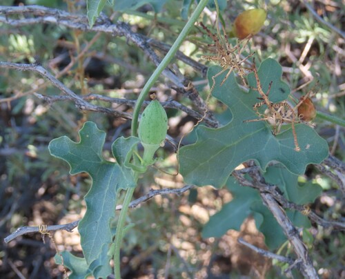 Corallocarpus welwitschii