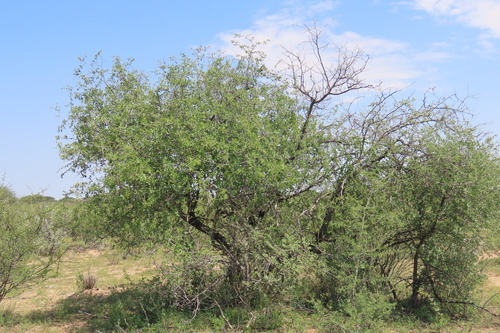 buffalo-thorn
