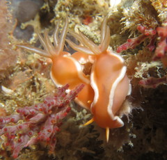 Hypselodoris rositoi