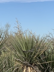 Yucca baccata brevifolia