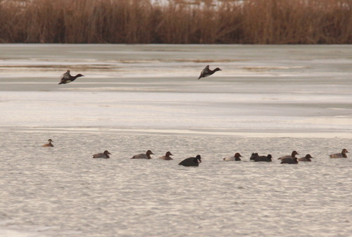Ferruginous Duck (Aythya nyroca), photo 5