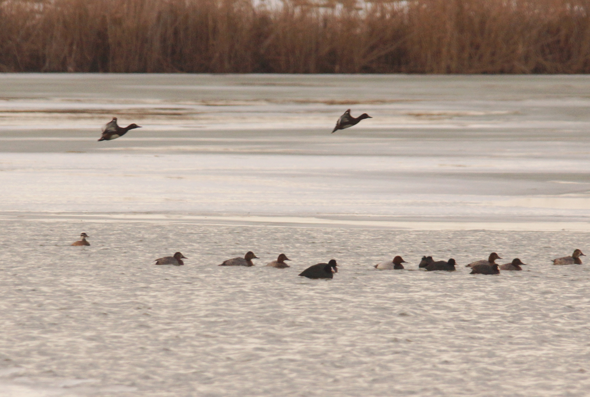Ferruginous Duck (Aythya nyroca), photo 5