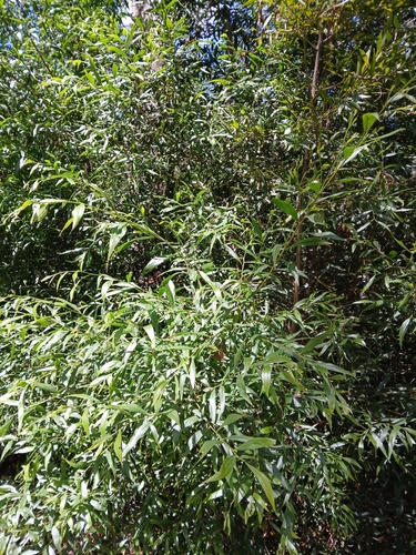 Cinnamon Wattle (Acacia leprosa)