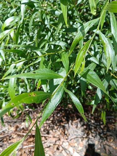 Acacia leprosa, photograph 3