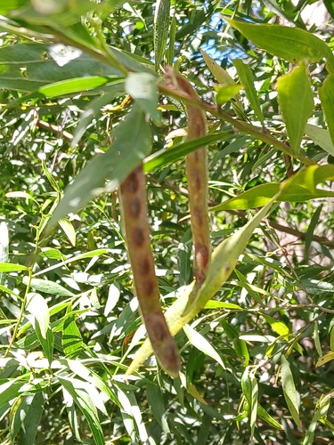 Acacia leprosa, photograph 4