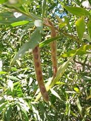(c) naturewatchwidow, some rights reserved (CC BY) Acacia leprosa, photograph (c) naturewatchwidow, some rights reserved (CC BY)