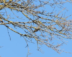 Phoenicurus ochruros