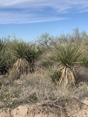 Yucca baccata brevifolia