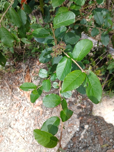 yellow dogwood (Pomaderris elliptica)