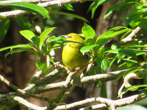 Chlorodrepanis stejnegeri observed 2026-01-20