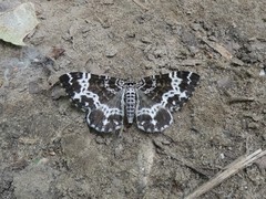 Rheumaptera hastata