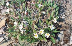Dryas grandis