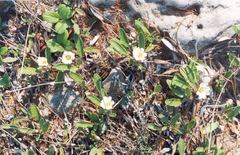 Dryas grandis