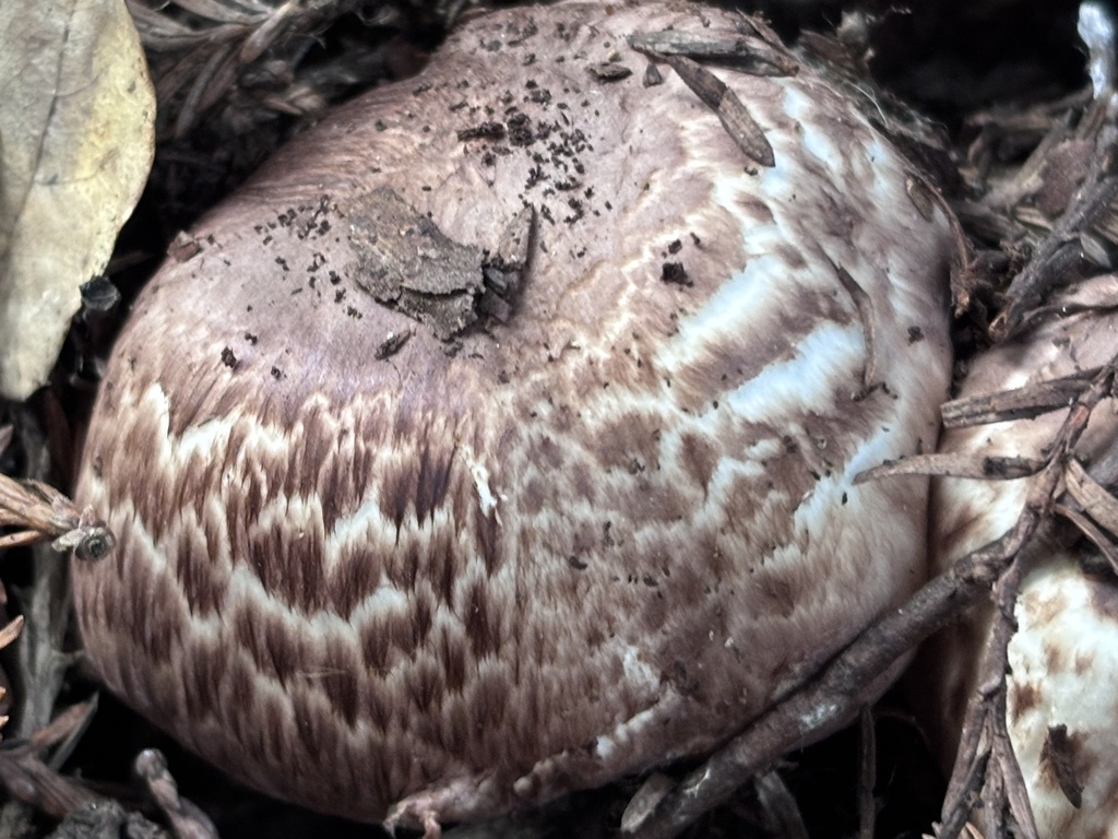 Agaricus subrutilescens · January 2026 · photo: © reago (iNaturalist, cc-by)