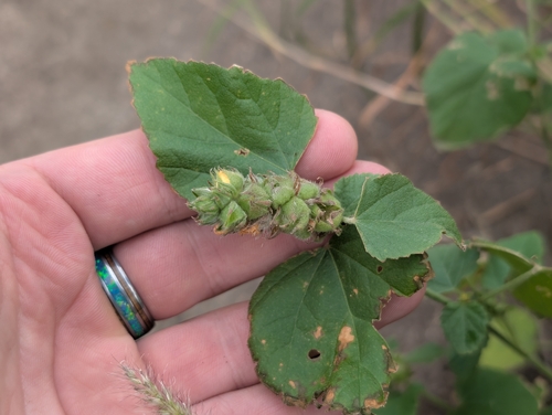 Malvastrum americanum, 2026-01-22