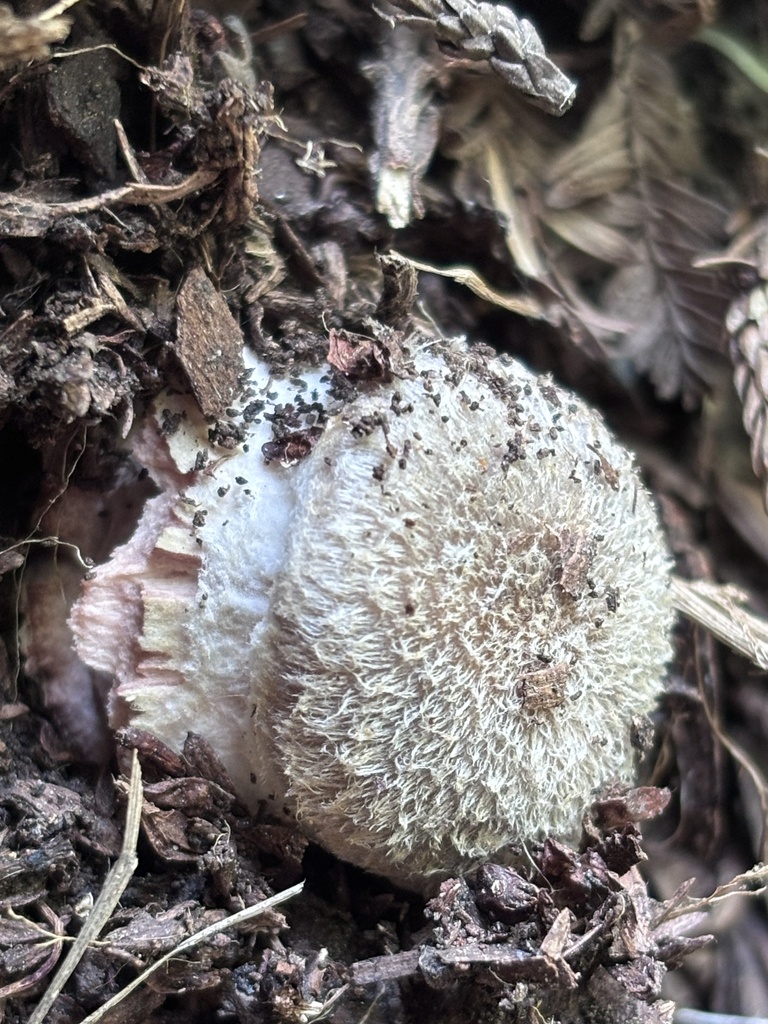 Armillaria sinapina · January 2026 · photo: © reago (iNaturalist, cc-by)