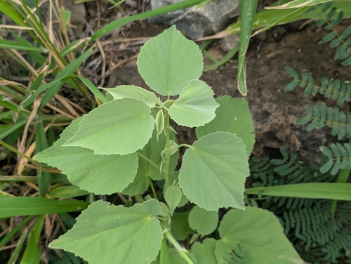 Abutilon incanum observed 2026-01-22