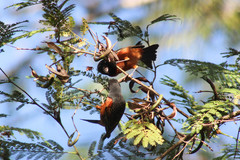 Icterus spurius spurius