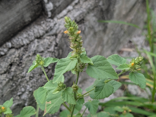 Malvastrum americanum, 2026-01-22