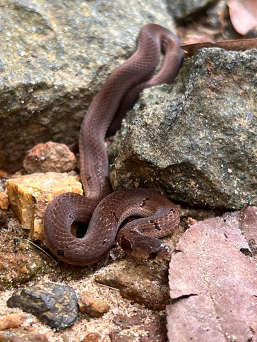 Duméril's Kukri Snake