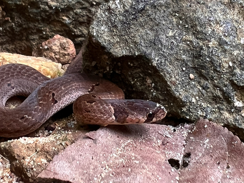 Duméril's Kukri Snake
