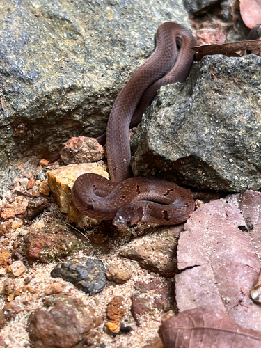 Duméril's Kukri Snake