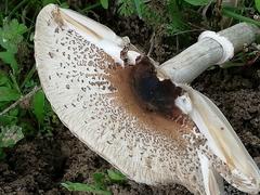 Macrolepiota phaeodisca