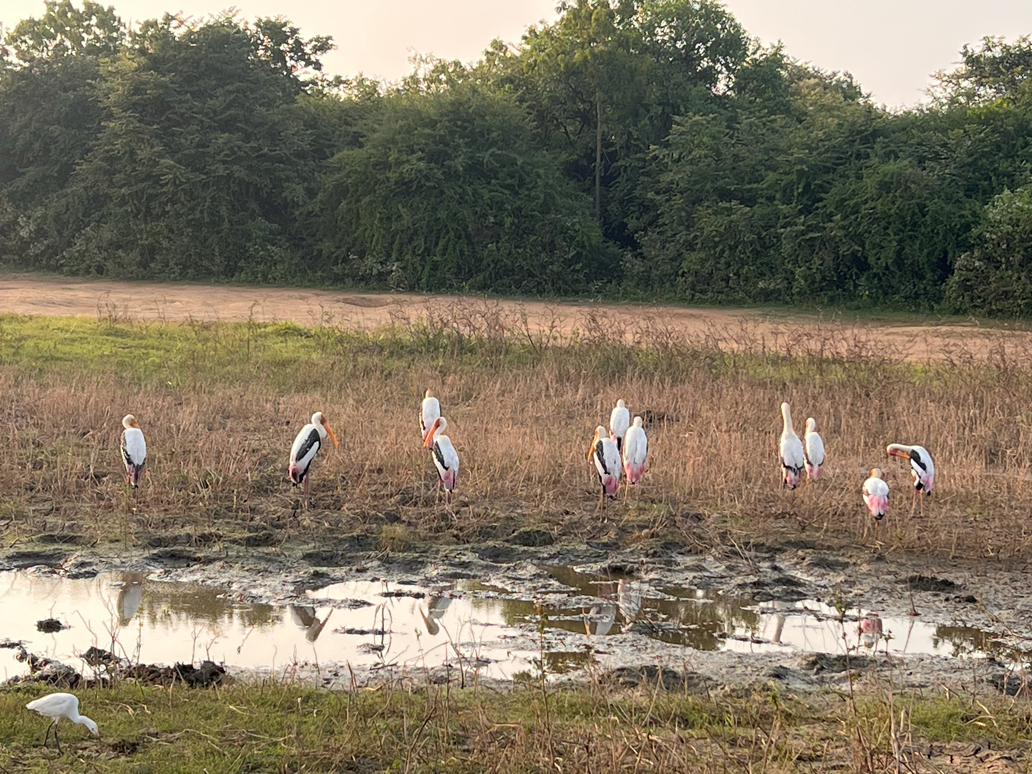Painted Stork (Mycteria leucocephala), photo 3