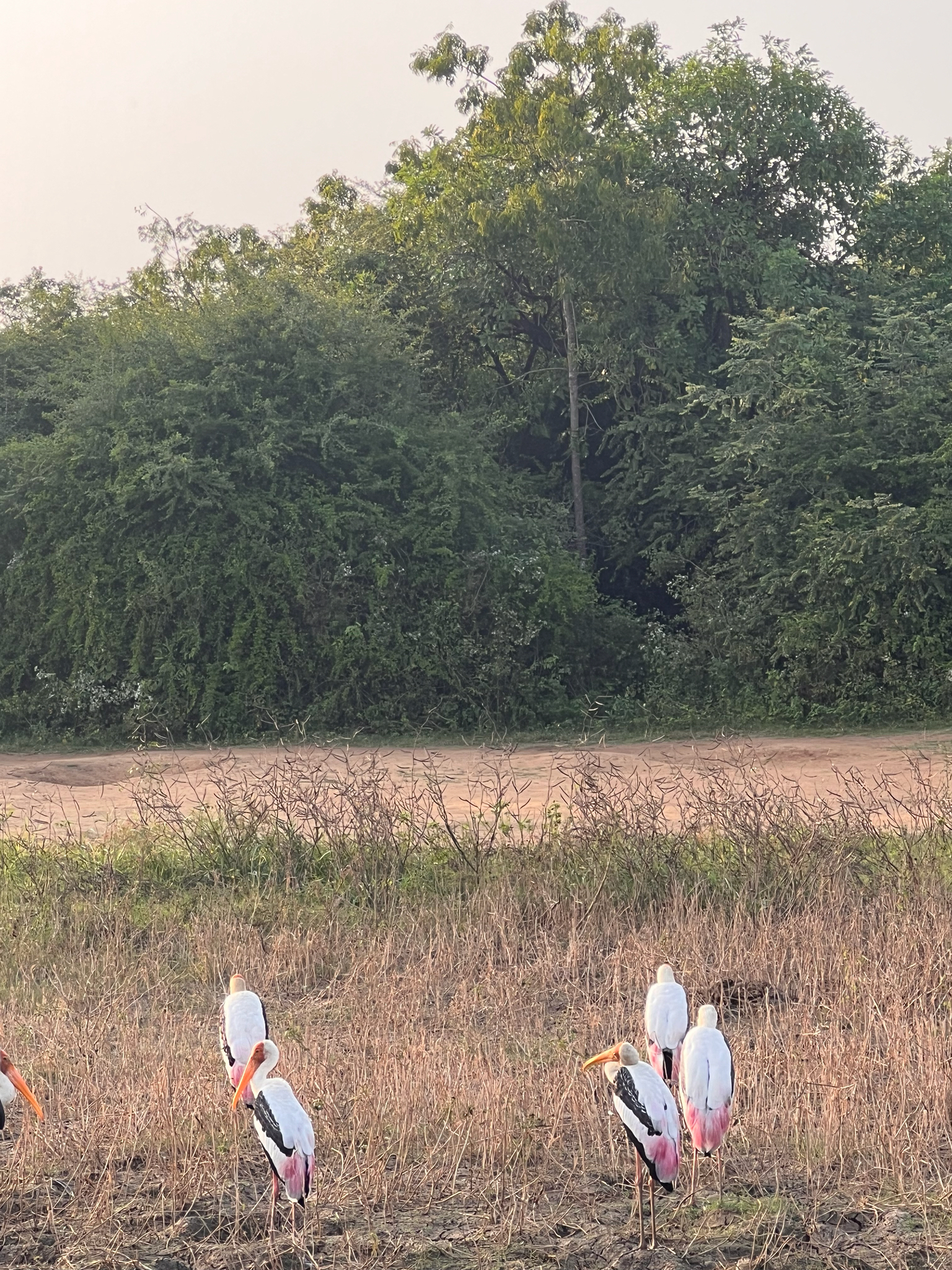 Painted Stork (Mycteria leucocephala), photo 2