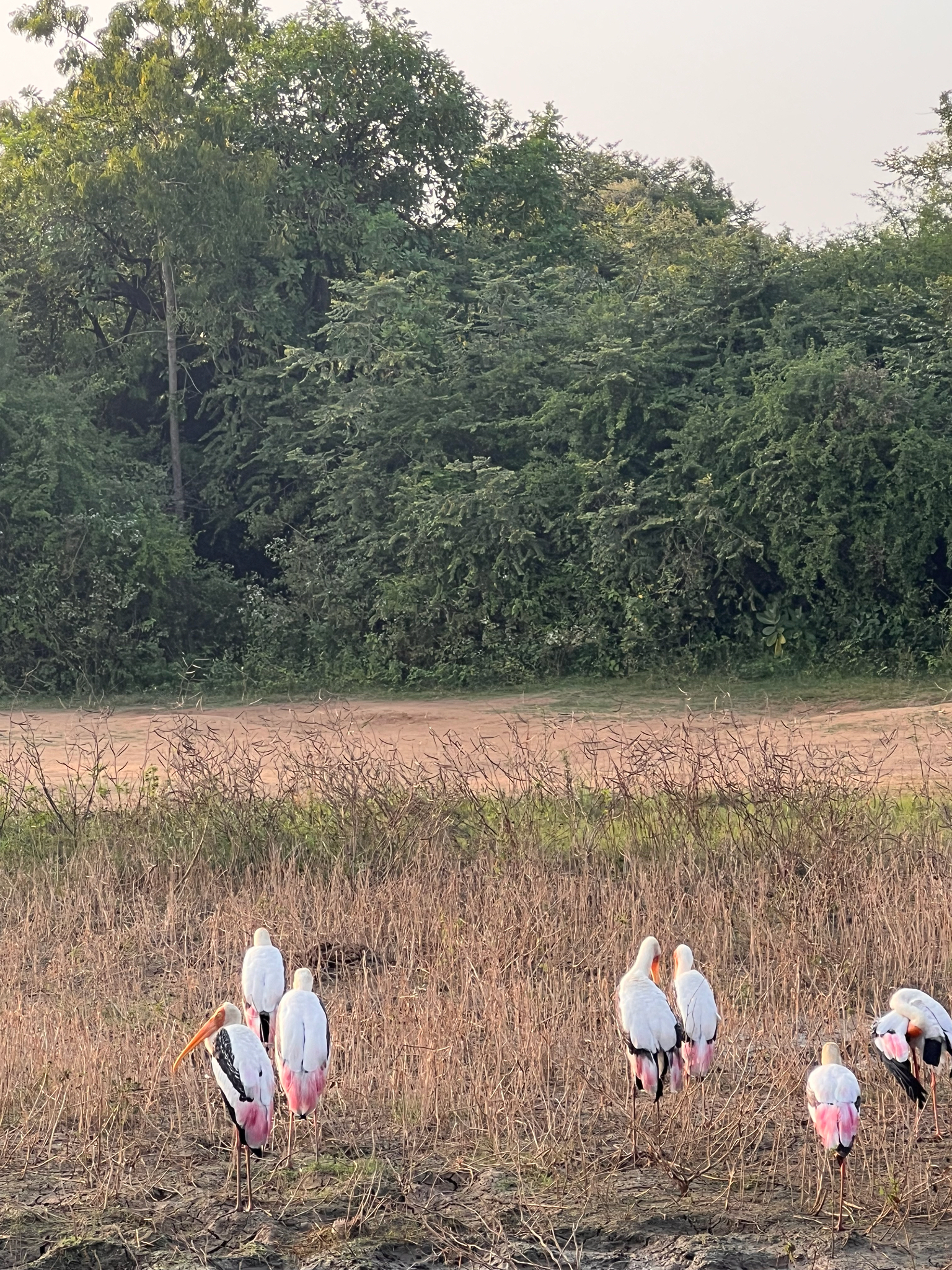 Painted Stork (Mycteria leucocephala), photo 1