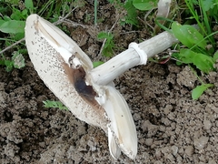 Macrolepiota phaeodisca