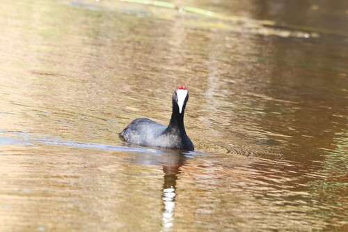 iNaturalist: (c) jandutoit, some rights reserved (CC BY-NC) iNaturalist image