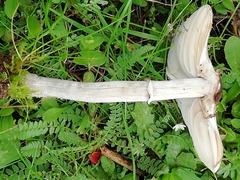 Macrolepiota phaeodisca