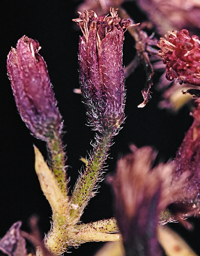 Dubautia syndetica