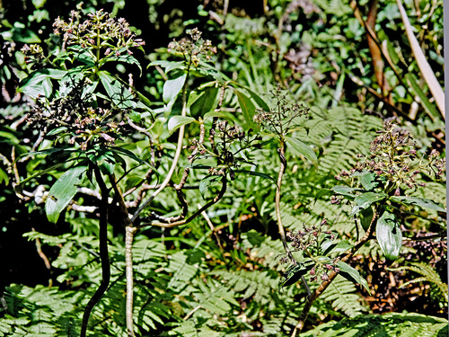 Dubautia syndetica